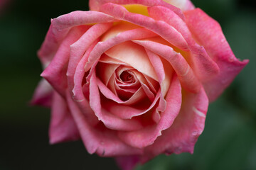 6月の雨に濡れる