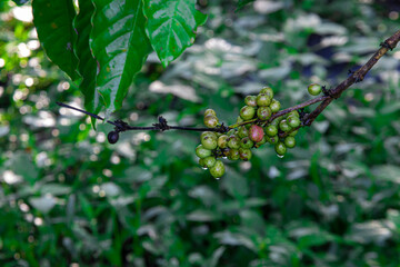 Young Robusta coffee beans (Coffea canephora) thriving in lowlands. Rich in antioxidants, boosts...