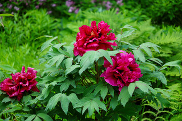 red peonies in a garden