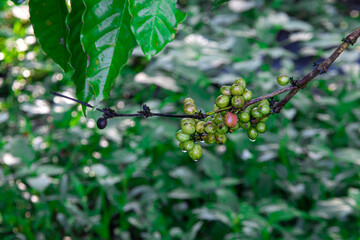 Young Robusta coffee beans (Coffea canephora) thriving in lowlands. Rich in antioxidants, boosts...