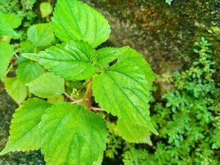 Close up photograph of a vibrant green leafy plant taken outdoors in natural light. The leaves are broad with serrated edges and prominent veins, indicating healthy growth. The plant is surrounded by 