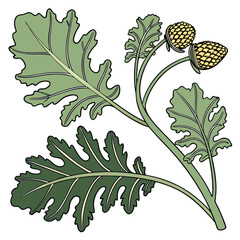 Sea kale with big green leaves and two yellow flowers in a white background