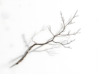 Minimal Flatlay with a Single Bare Branch: Minimalist flatlay featuring a single bare branch placed diagonally across a white textured background, with strong shadows and empty space.