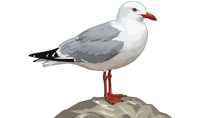 Seagull Standing on a Rock Realistic Illustration

