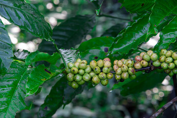 Young Robusta coffee beans (Coffea canephora) thriving in lowlands. Rich in antioxidants, boosts...