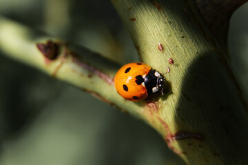 Close up of a ladybird
