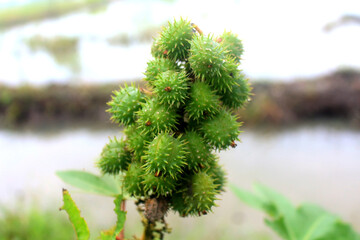 closeup of castor plant fruit. This fruit also has benefits for bio-diesel purposes