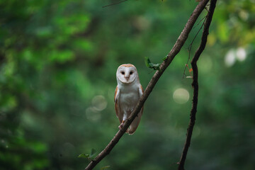 barn owl perched