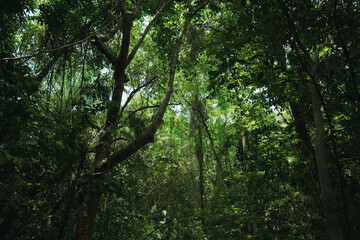 jungle tropical