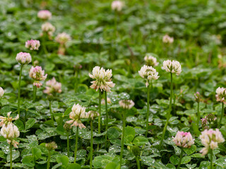 雨に濡れたシロツメクサの花