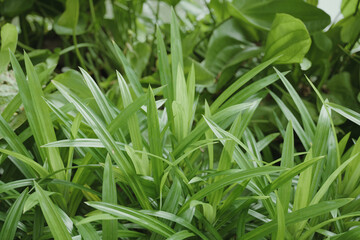 green plant  