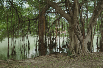 banyan tree in water