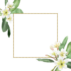 white plumeria with green leaves and buds and a golden frame on a transparent background.Close-up, isolatedt