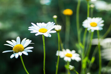 Fototapeta premium Fleurs sauvages dans la forêt des Landes de Gascogne