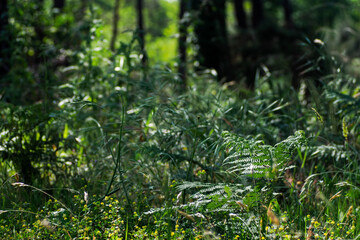 Fleurs sauvages dans la for&ecirc;t des Landes de Gascogne