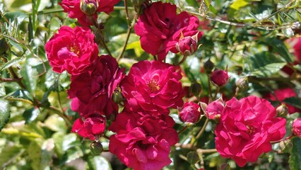 pink flowers in the garden