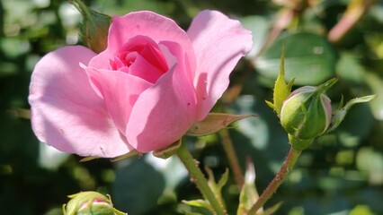 beautiful pink rose in the garden © MARIA – Nature