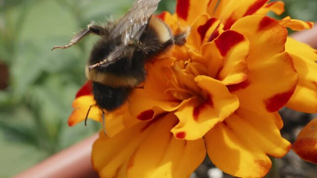 Bumblebee in macro close up 8X slow motion orange flower stock footage