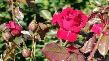 red roses in the garden. © MARIA – Nature