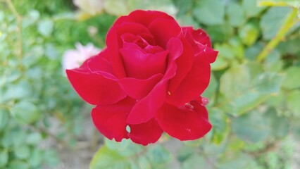 red roses in the garden.