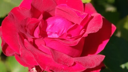 beautiful rose flower in the garden, nature background © MARIA