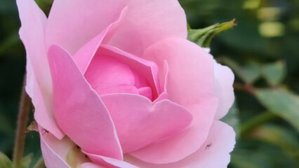 a closeup shot of a pink rose © MARIA – Nature