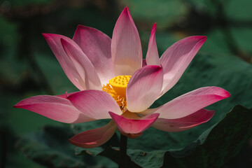 lotus