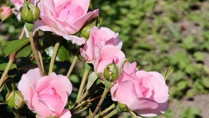 beautiful pink rose in the garden