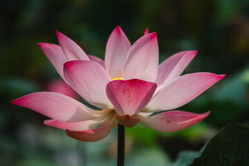 Fototapeta premium lotus