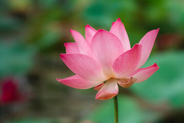 Fototapeta premium lotus