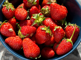 Large red juicy strawberries in a blue bowl. Close-up. Food for health.