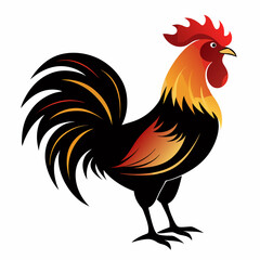 rooster isolated on white background