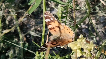 close - up shot of beautiful butterfly © MARIA