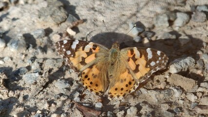 butterfly on a white background