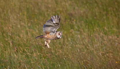 Long eared owl hunting over a meadow