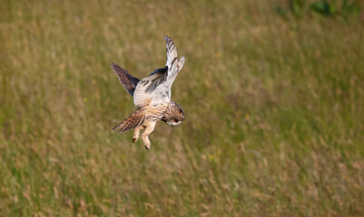 Long eared owl hunting over a meadow