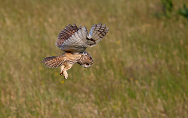 Long eared owl hunting over a meadow