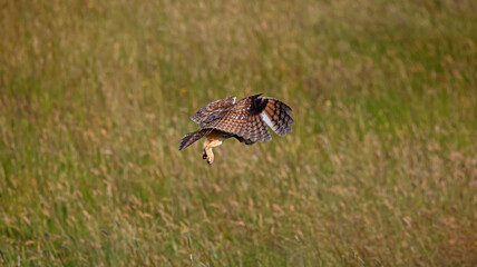 Long eared owl hunting over a meadow