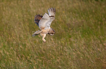 Long eared owl hunting over a meadow