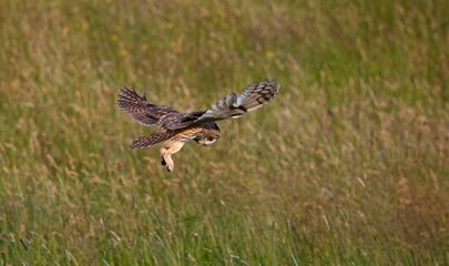 Long eared owl hunting over a meadow