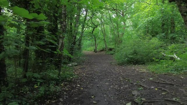 4K aerial video backwards through forest path.