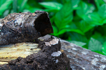 Close-up of softwood mushrooms (Turkey Tail, Trametes versicolor) growing on moist decaying bark....
