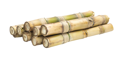 Sugarcane Stalks: Close-up of Harvested Sugar Cane