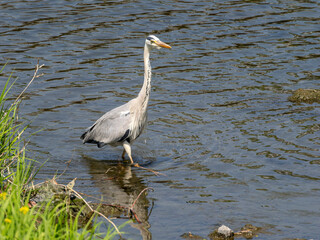 川岸で餌を探すアオサギ