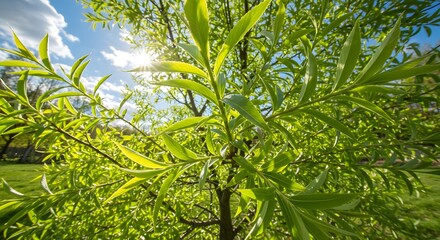 Obraz premium Lush Green Leaves, Nature Scene, Urban Park, Photography, Daylight, Close-Up, Freshness and Growth