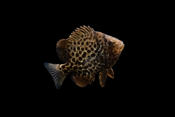 Spotted knifejaw (Oplegnathus punctatus) juvenile, TL:45mm