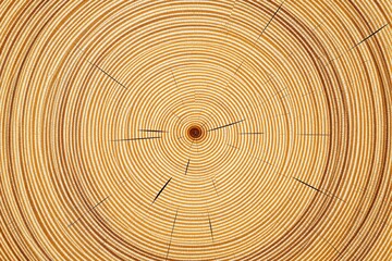 Close-up of tree trunk cross-section with detailed growth rings.