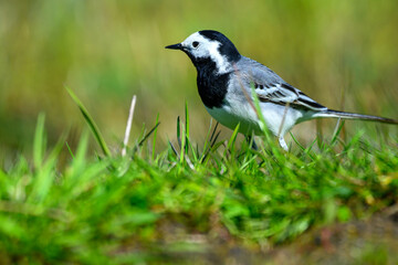 A small black and white white wagtail bird gently forages on lush green grass under clear blue skies. The scene captures a serene moment in nature, evoking a sense of peace and tranquility
