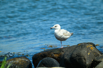 A young seagull stands on a cluster of dark rocks, gazing across the calm blue water under bright afternoon sunlight, surrounded by a serene coastal environment