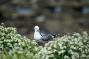 A seagull stands gracefully amidst clusters of white flowers along the coast, enjoying the warm sun and the tranquility of its natural habitat